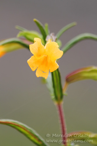 monkeyflower07-09-13