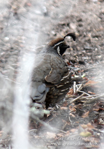 quail07-09-13