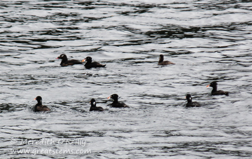 scoters07-03-13