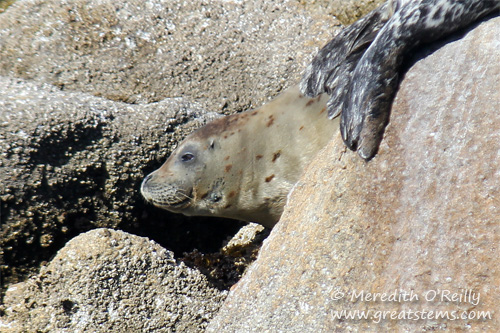 seal07-08-13