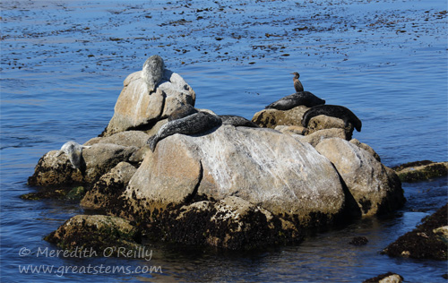 seals07-07-13
