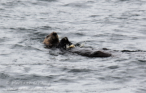 seaotter07-02-13