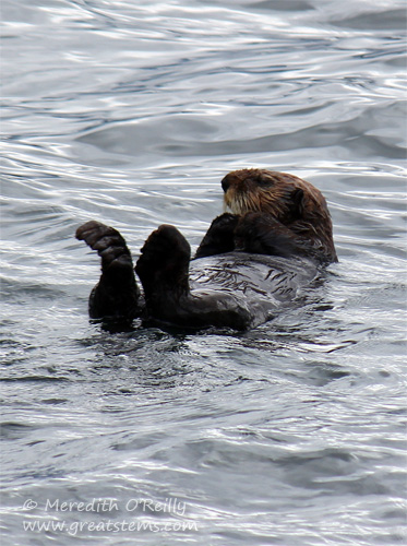 seaotterb07-02-13