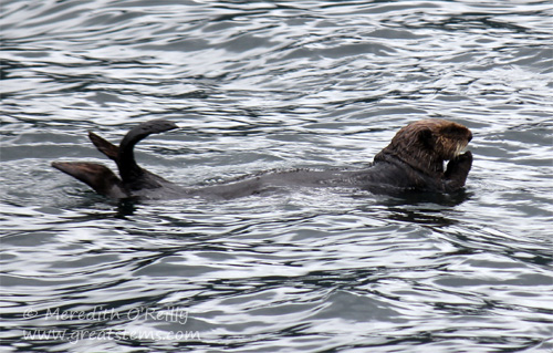 seaotterc07-02-13