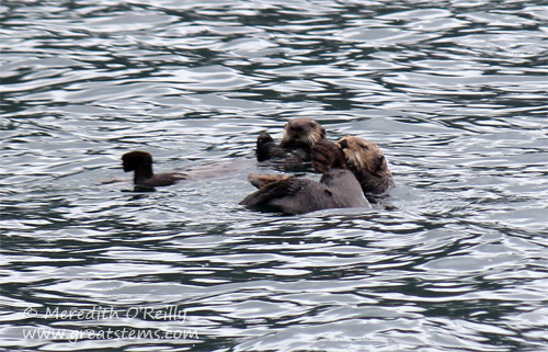 seaottersd07-03-13