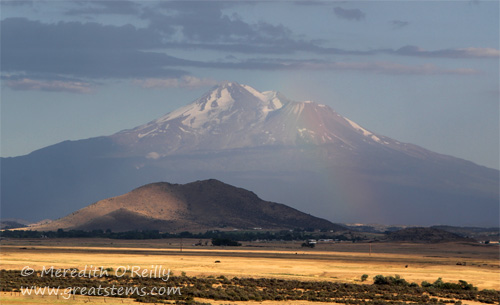 shasta07-07-13