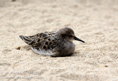 shorebird07-09-13