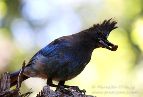 stellarjay07-09-13