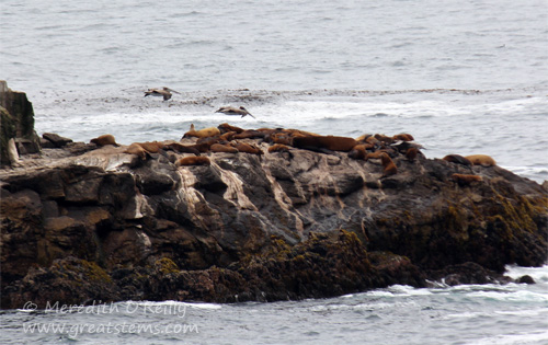 stellarsealions07-09-13