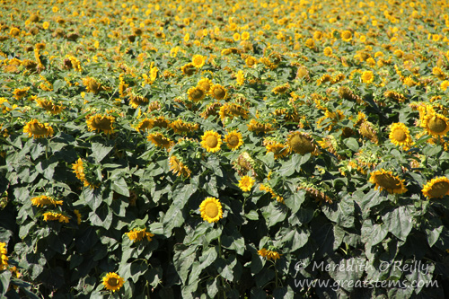 sunflowers07-07-13