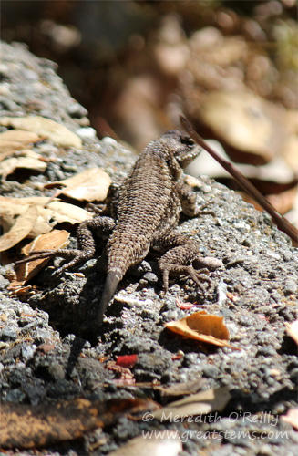 westernfencelizard07-09-13