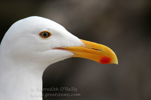 westerngull07-09-13