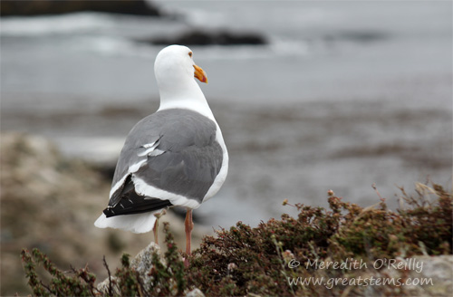 westerngullb07-09-13