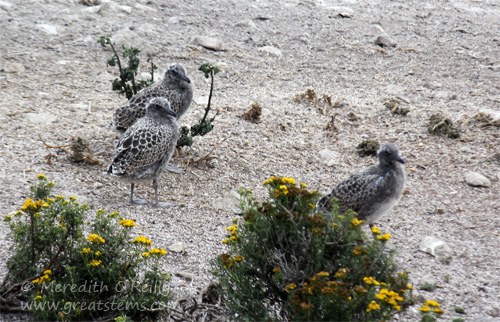 westerngullsc07-09-13