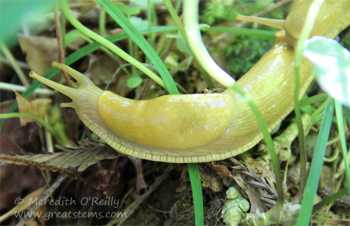 bananaslug07-14-13