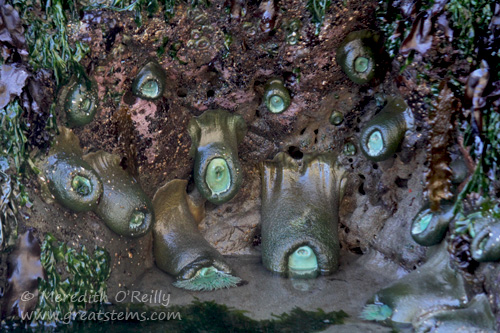 bandonanemones07-15-13