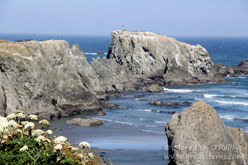 bandoncoast07-15-13