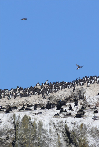 bandonmurres07-15-13