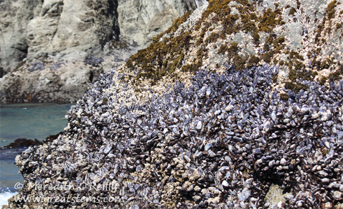 bandonmussels07-15-13