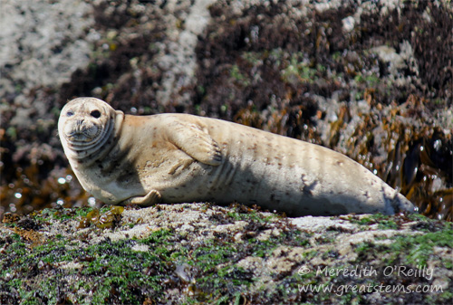 bandonsealsc07-15-13