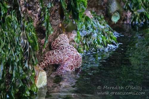 bandonseastarb07-15-13