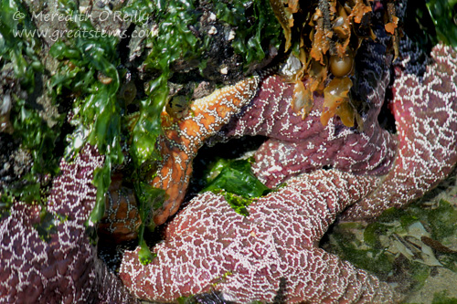 bandonseastars07-15-13