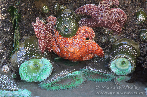 bandontidepools07-15-13