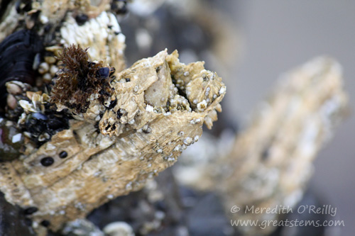 barnacles07-16-13