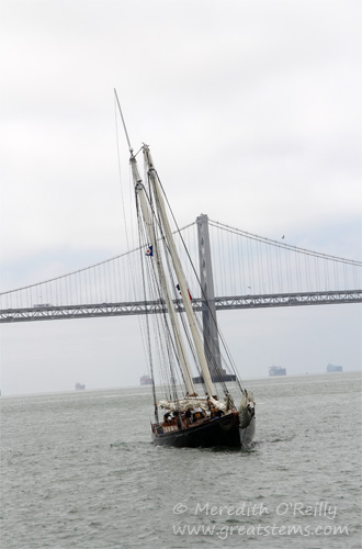 baybridge07-11-13