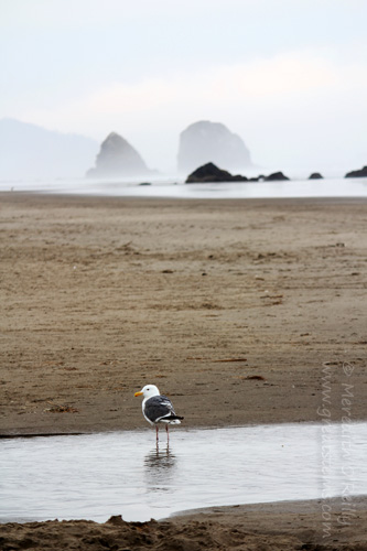 cannonbeacha07-16-13