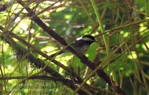 chestnut-backed chickadee07-14-13