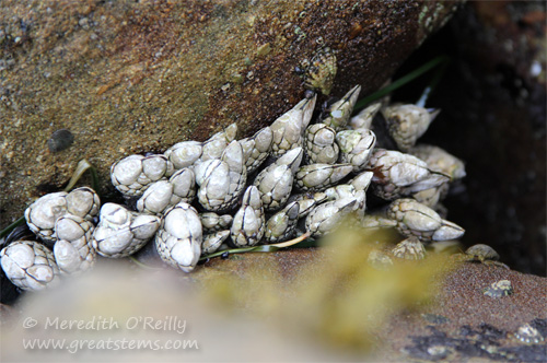 gnbarnacles07-13-13