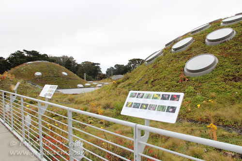 greenroof07-11-13