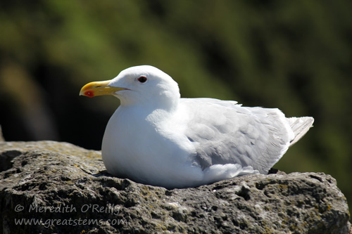 gull07-15-13