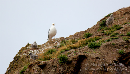 gulls07-16-13