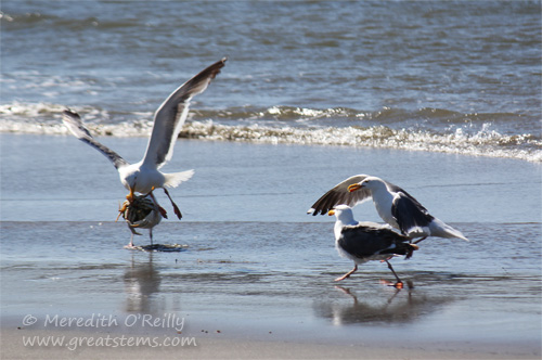 gullscrab07-15-13