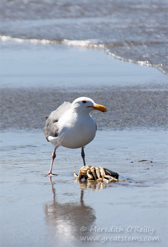 gullscrabb07-15-13