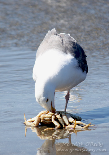 gullscrabc07-15-13