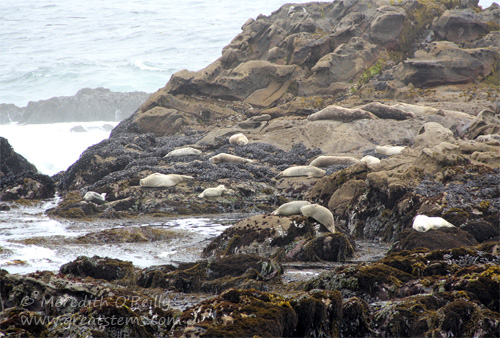 harborseals07-13-13