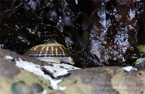 limpet07-13-13