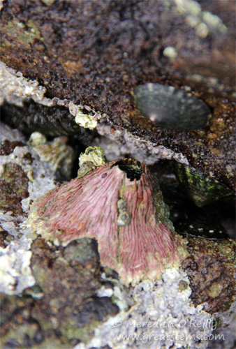 limpets07-13-13