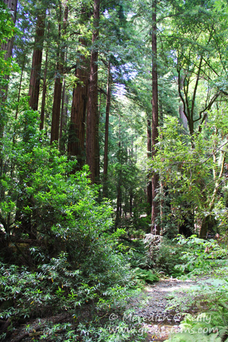 muirwoodsa07-12-13