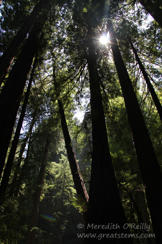 muirwoodsf07-12-13