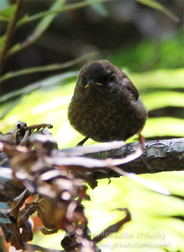 muirwoodsi07-12-13