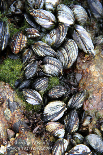 mussels07-13-13