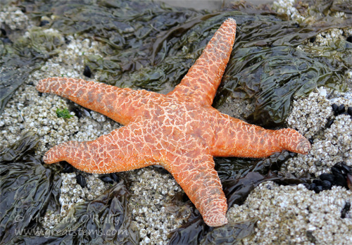 ochreseastar07-16-14