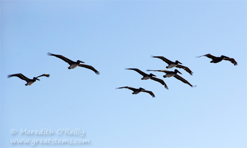 pelicans07-14-13