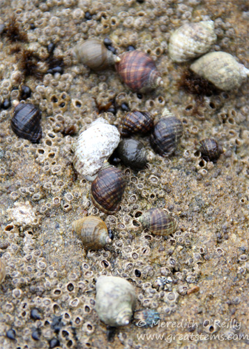 periwinkles07-13-13