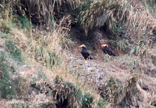 puffins07-16-13