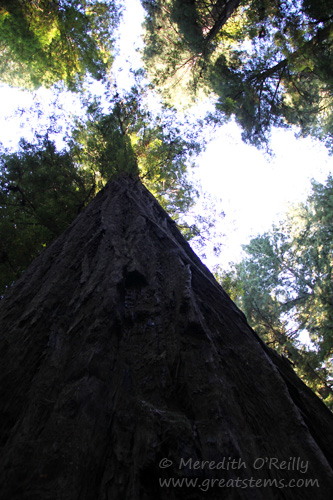 redwood07-14-13